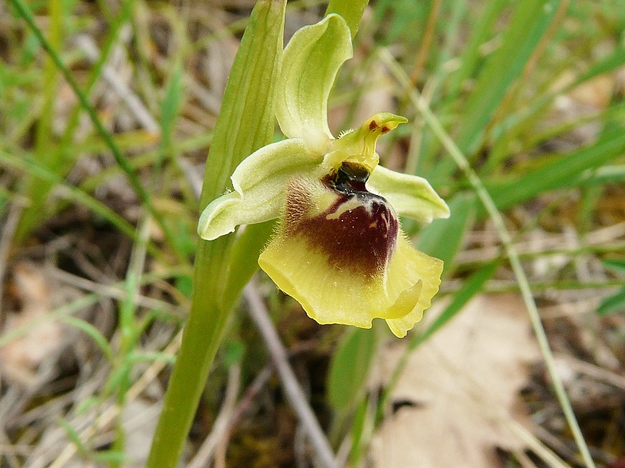 Ophrys lacaitae lojac.